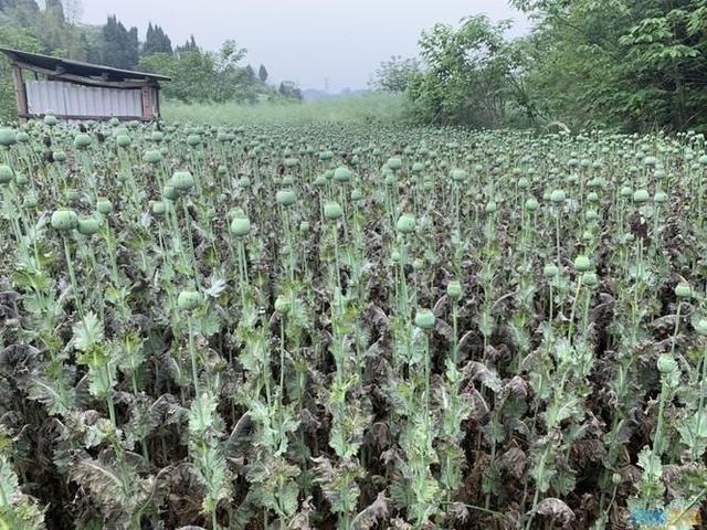 大地主刘文彩的独特坟墓：曾号称独虎挂印，被破坏后仍有人殉葬